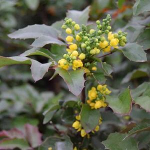 Mahonia aquifolium 30-40 cm